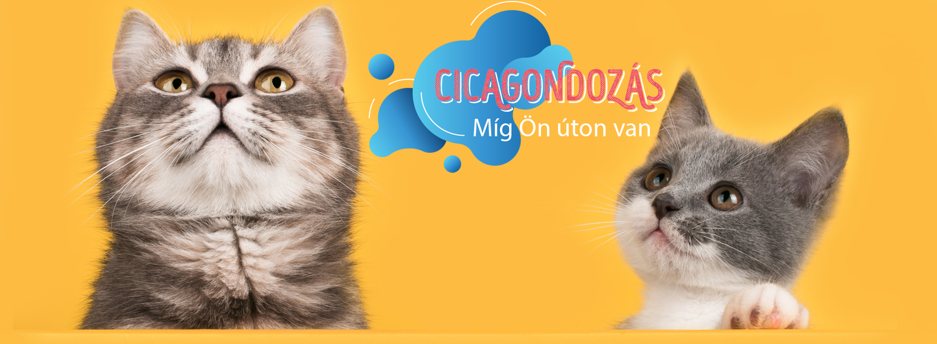 Kittens Banner